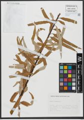 Foto von Salix viminalis L.